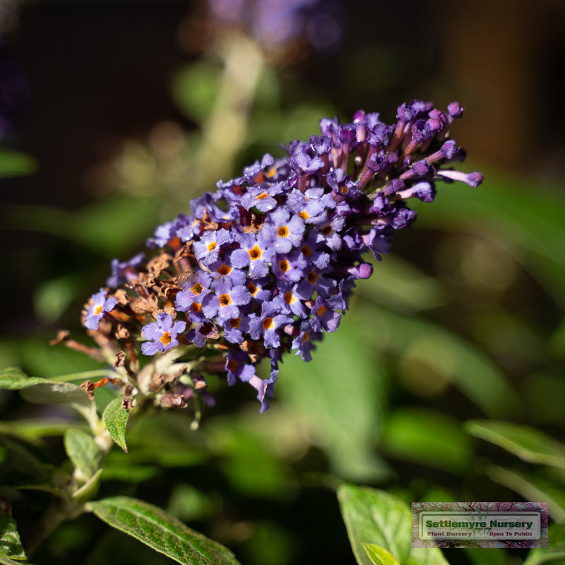 Pugster Blue Butterfly Bush