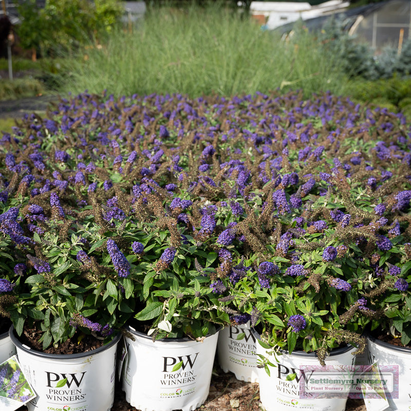 Pugster Blue Butterfly Bush
