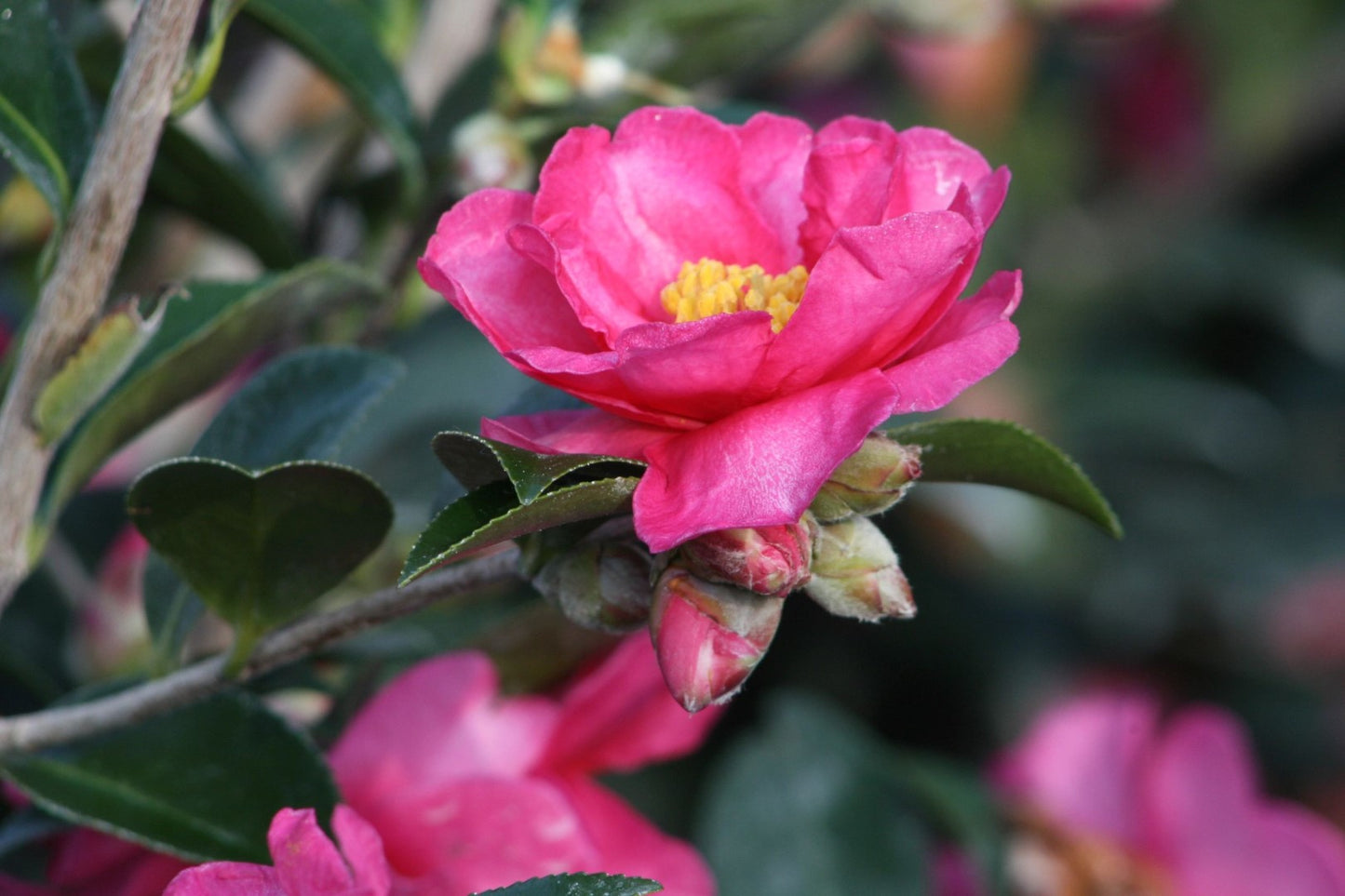 Camellia Shi Shi Gashira Pink