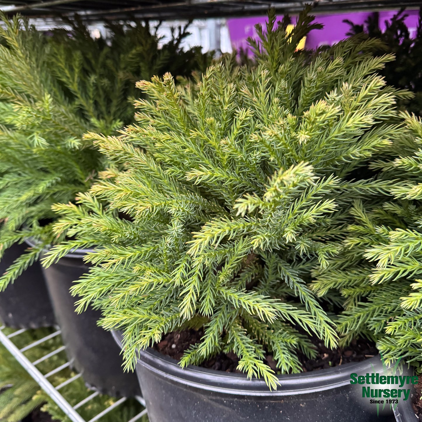 Cryptomeria Globosa Nana 3 Gallon
