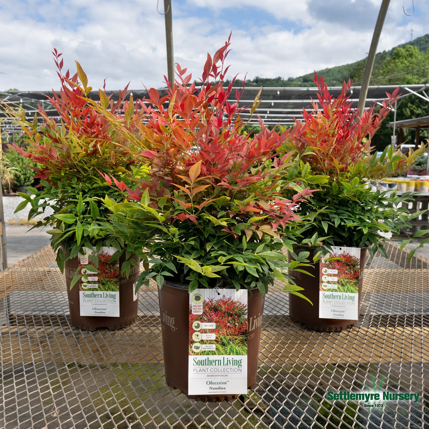 More foliage details on the Obsession Nandina from Southern Living Plant Collection