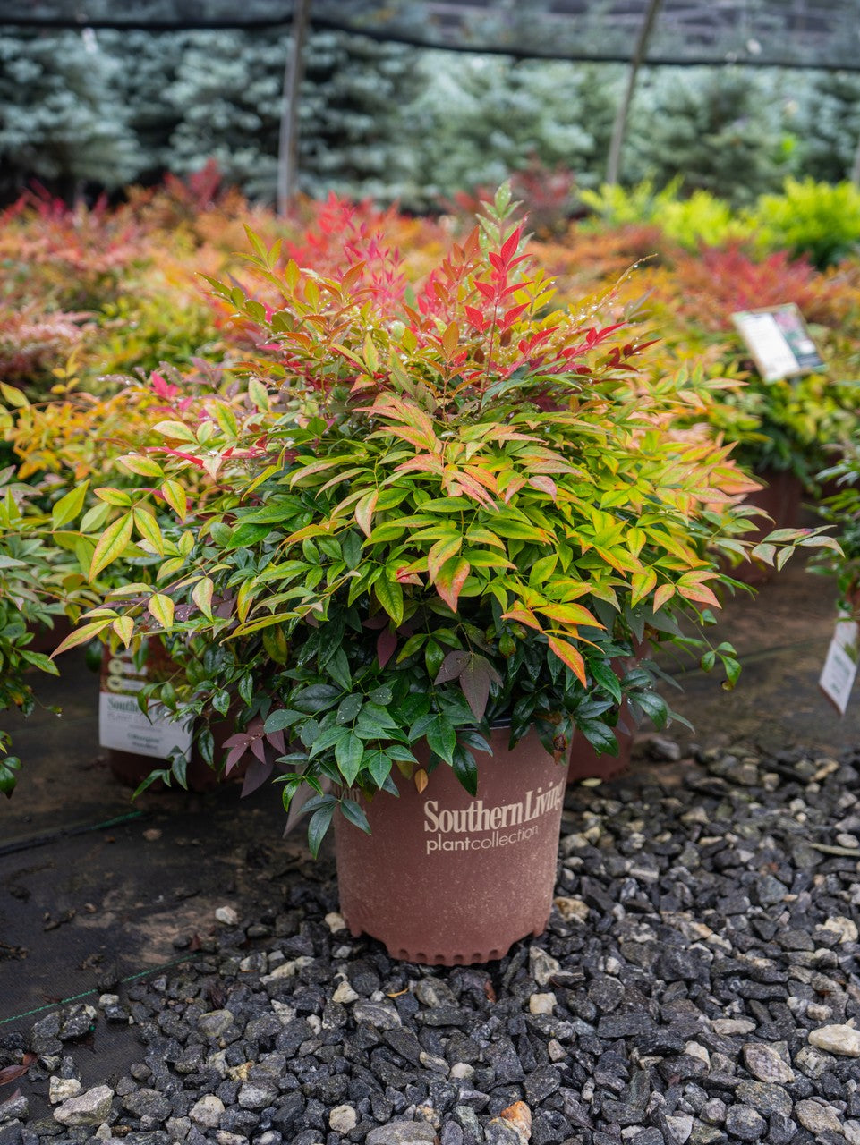 Obsession Nandina