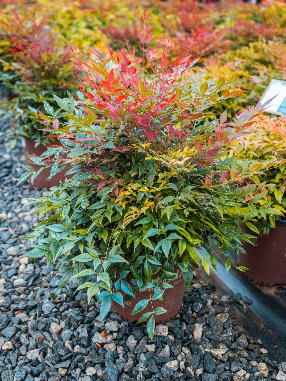 Obsession Nandina