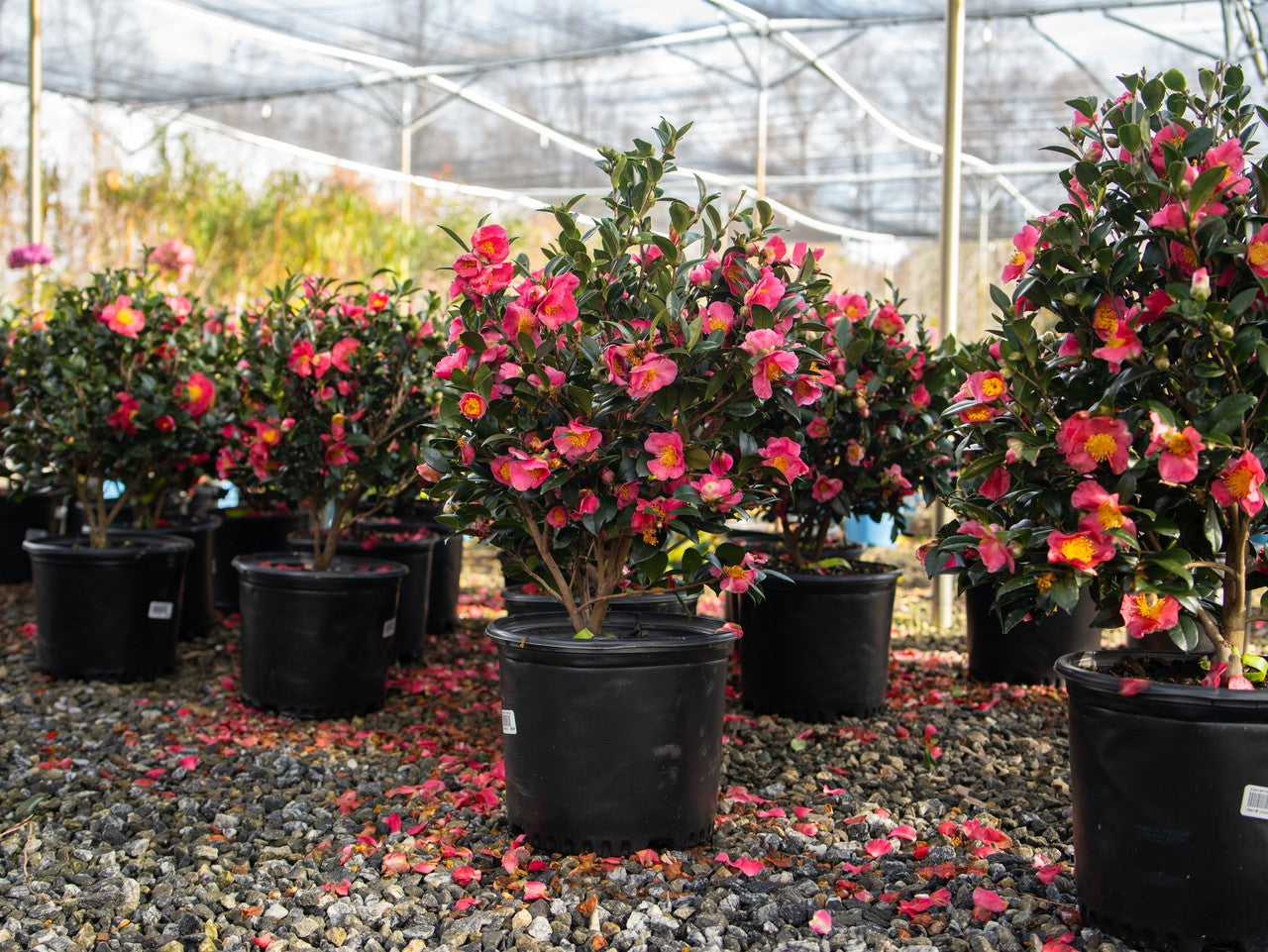 Camellia Yuletide Red