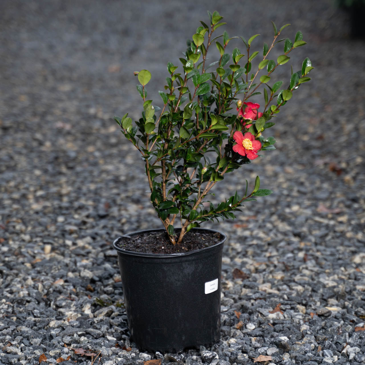 Camellia Yuletide Red