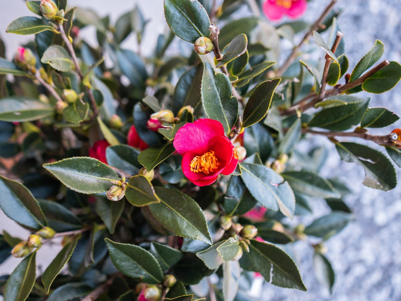 Camellia Yuletide Red