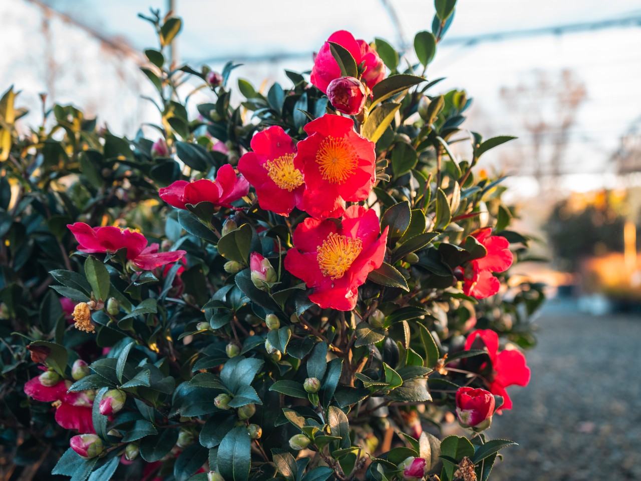 Camellia Yuletide Red
