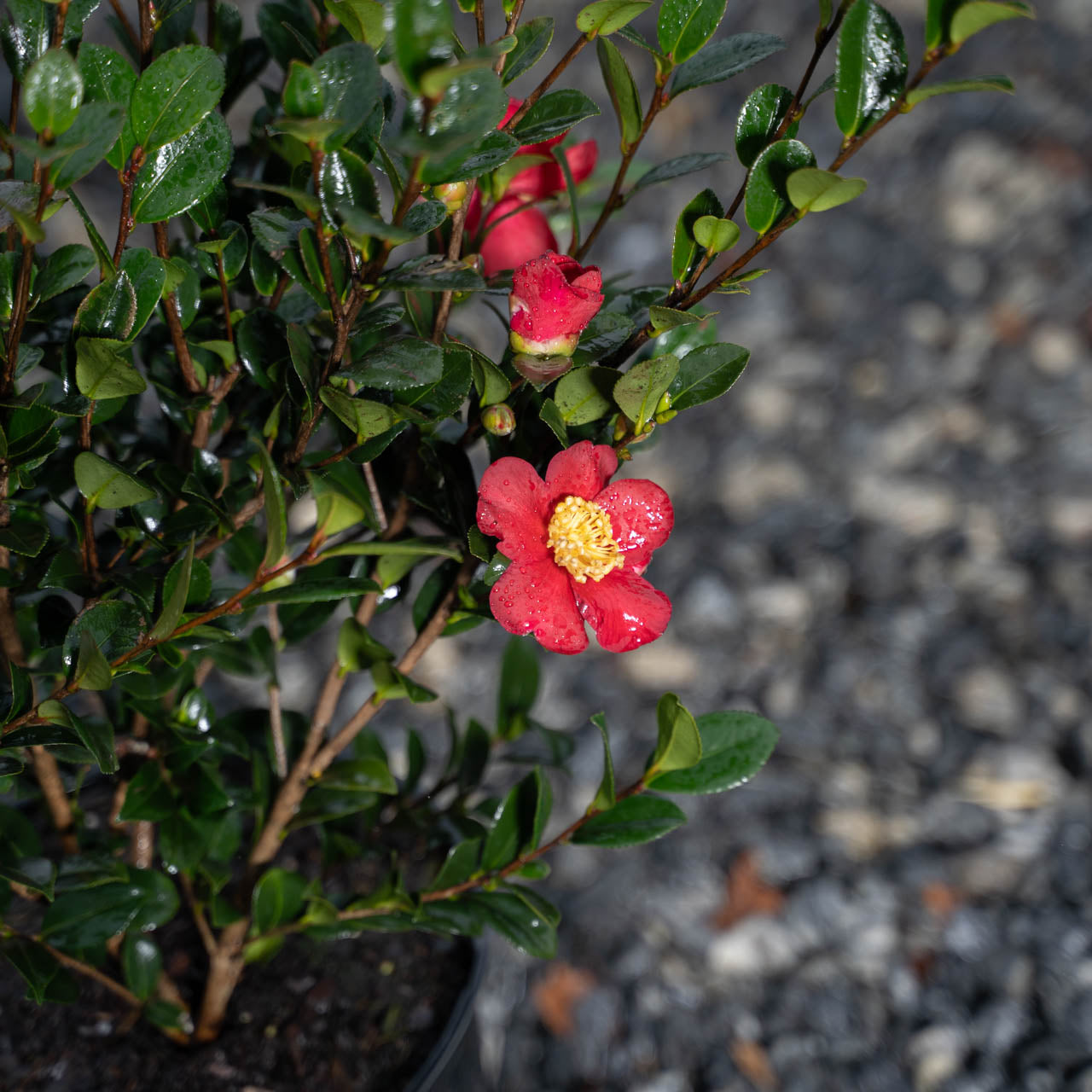 Camellia Yuletide Red