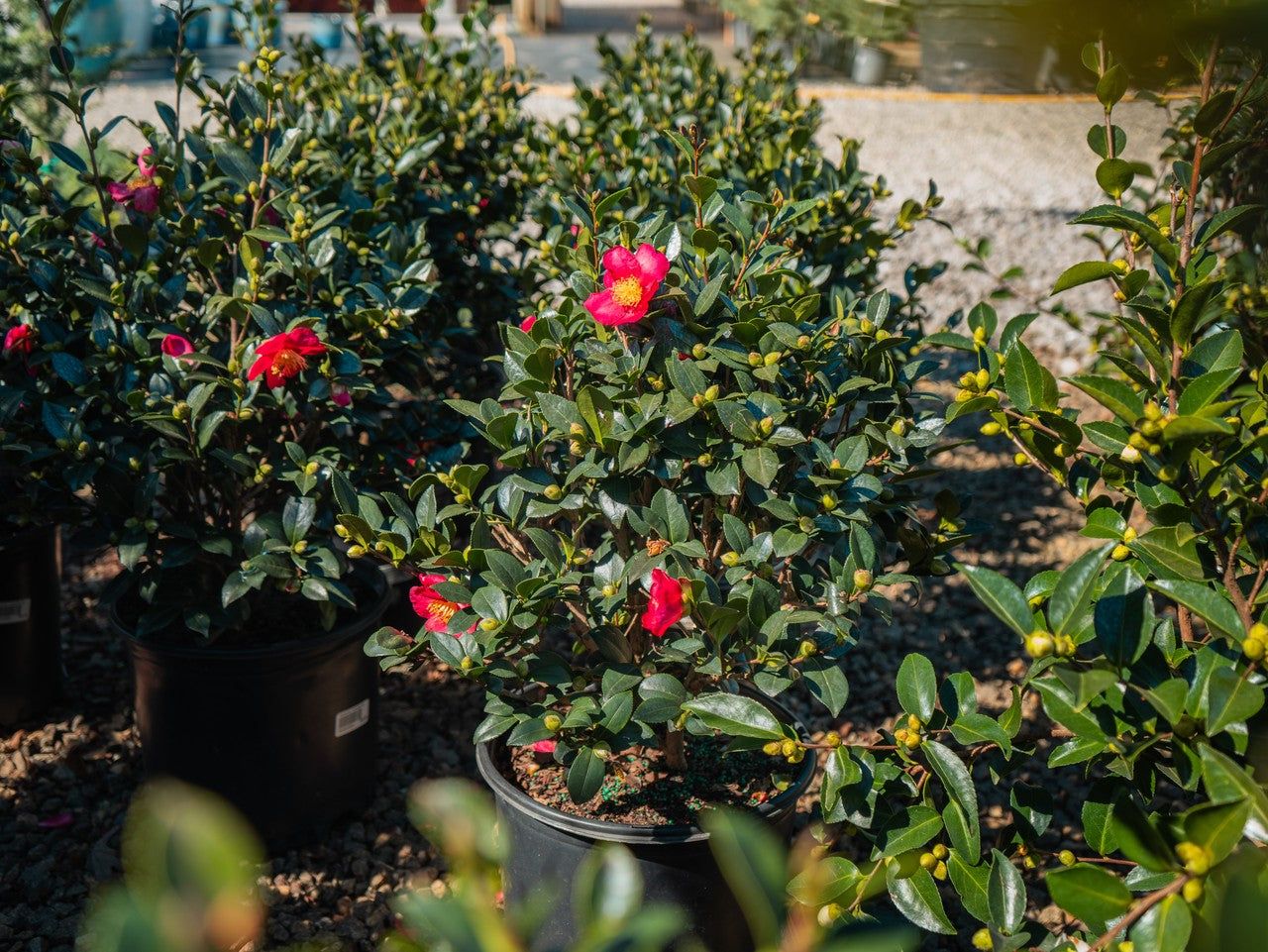 Camellia Yuletide Red