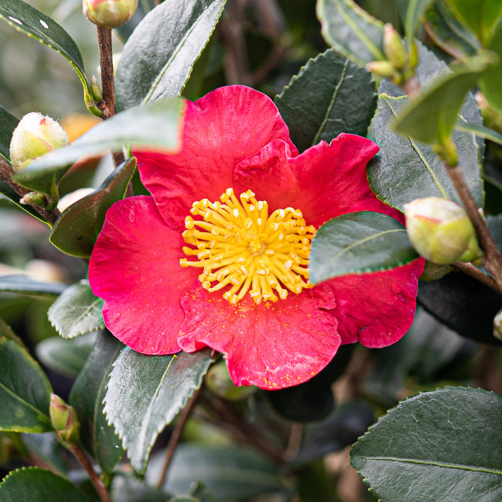 Camellia Yuletide Red