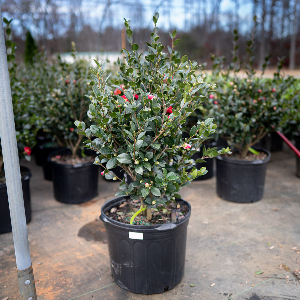 Camellia Yuletide Red