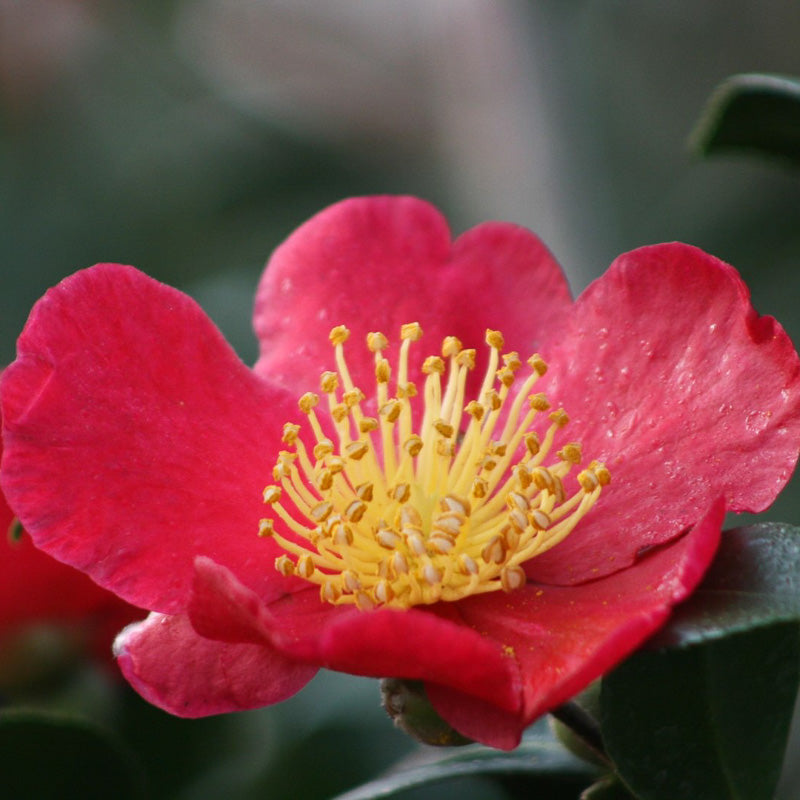 Camellia Yuletide Red