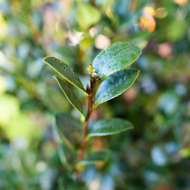 Camellia Yuletide Red