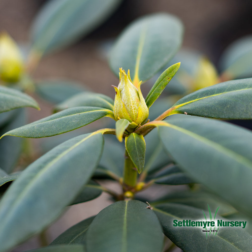 English Roseum Rhododendron