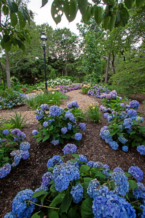 Hydrangea Endless Summer Original