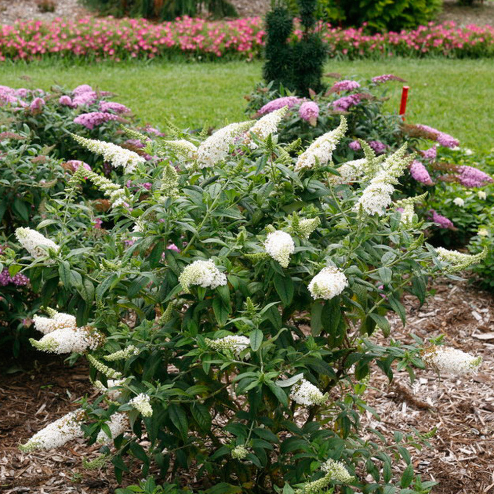 Group of Pugster White blooms