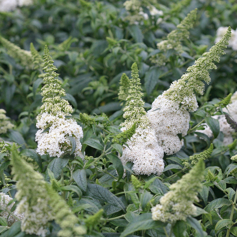 White pugster dwarf butterfly bush in landscape.
