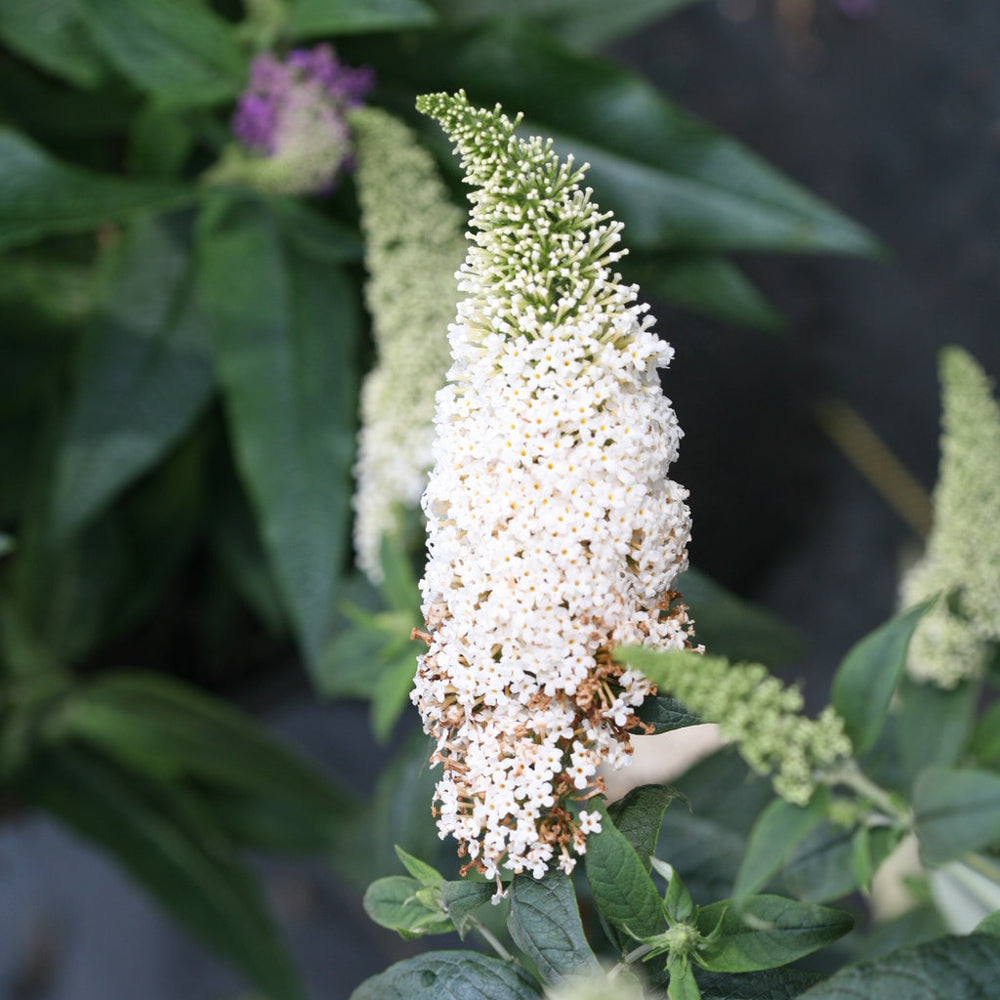 White pugster dwarf butterfly bushes in landscape.