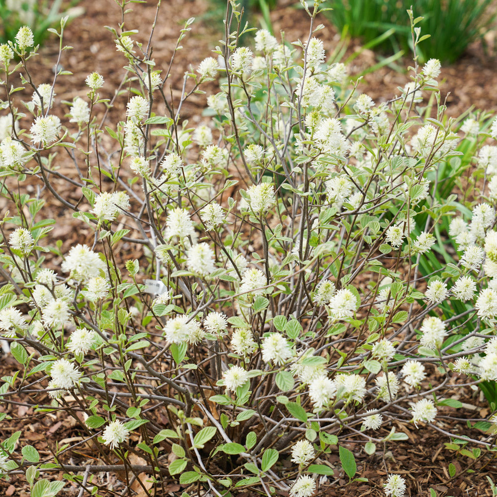 Fothergilla Legend of The Small 2 Gallon Proven Winners