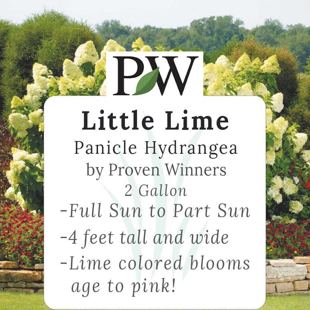 Little Lime Hydrangea