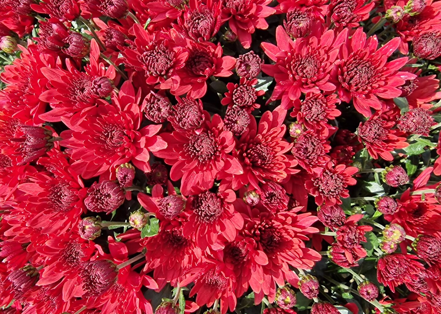 Mum Red 8
