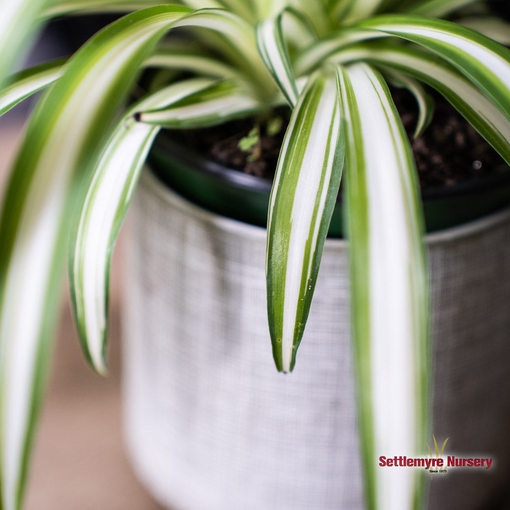 Spider Plant 4.5