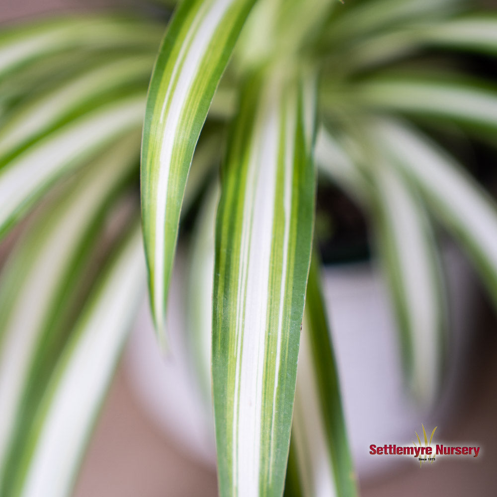 Spider Plant 4.5