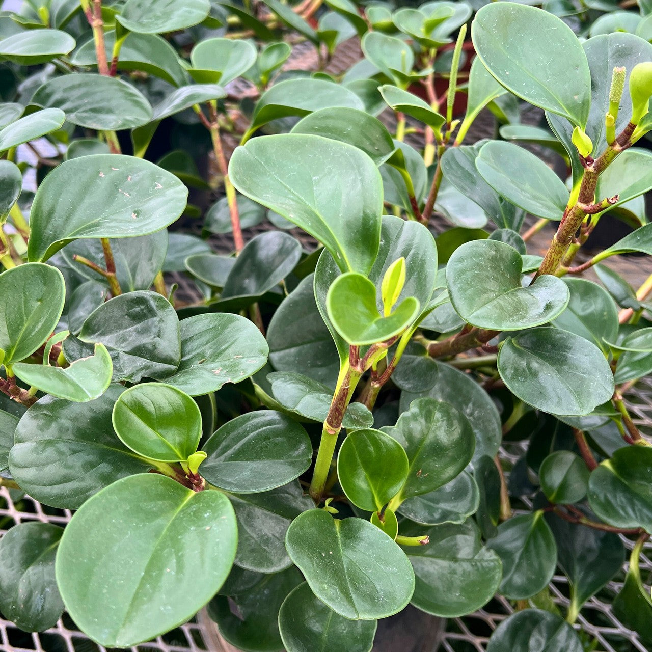 Peperomia Rainbow