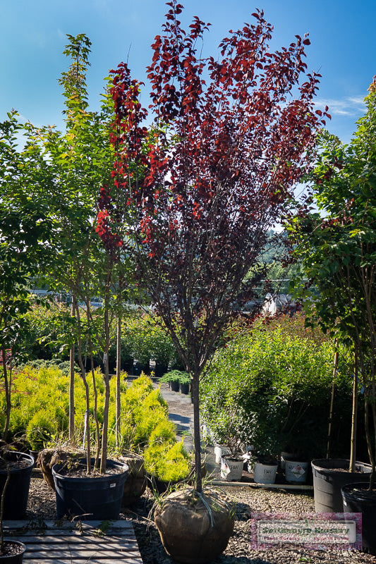 KV Plum Flowering Tree 10 Feet - 201298
