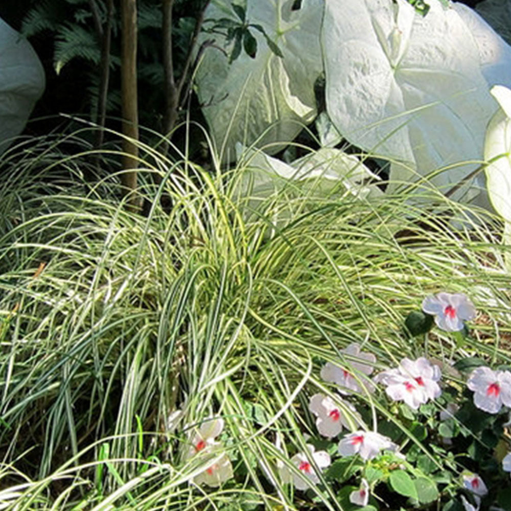 Carex ‘Evergold’ Ornamental Grass close-up