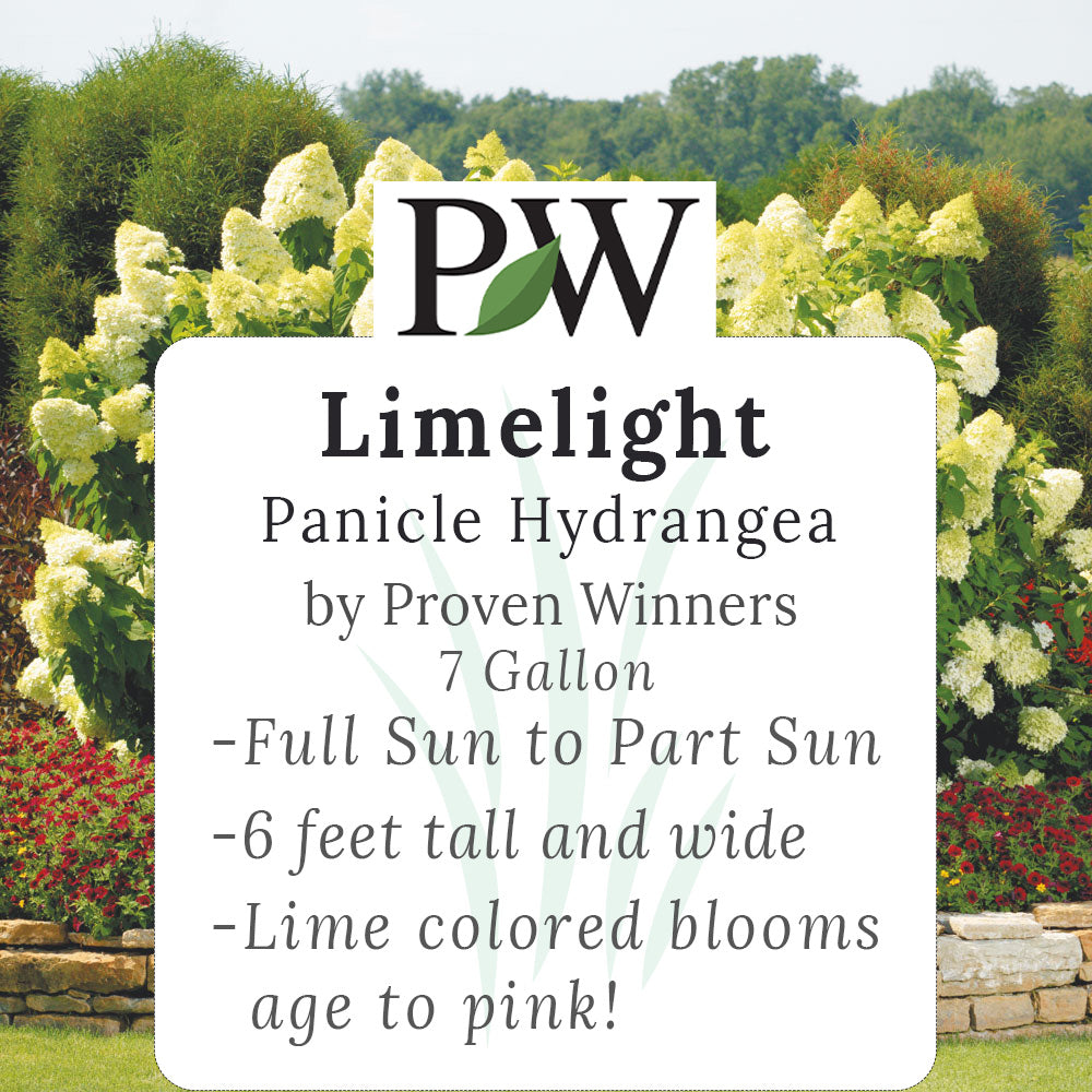 Limelight Hydrangea