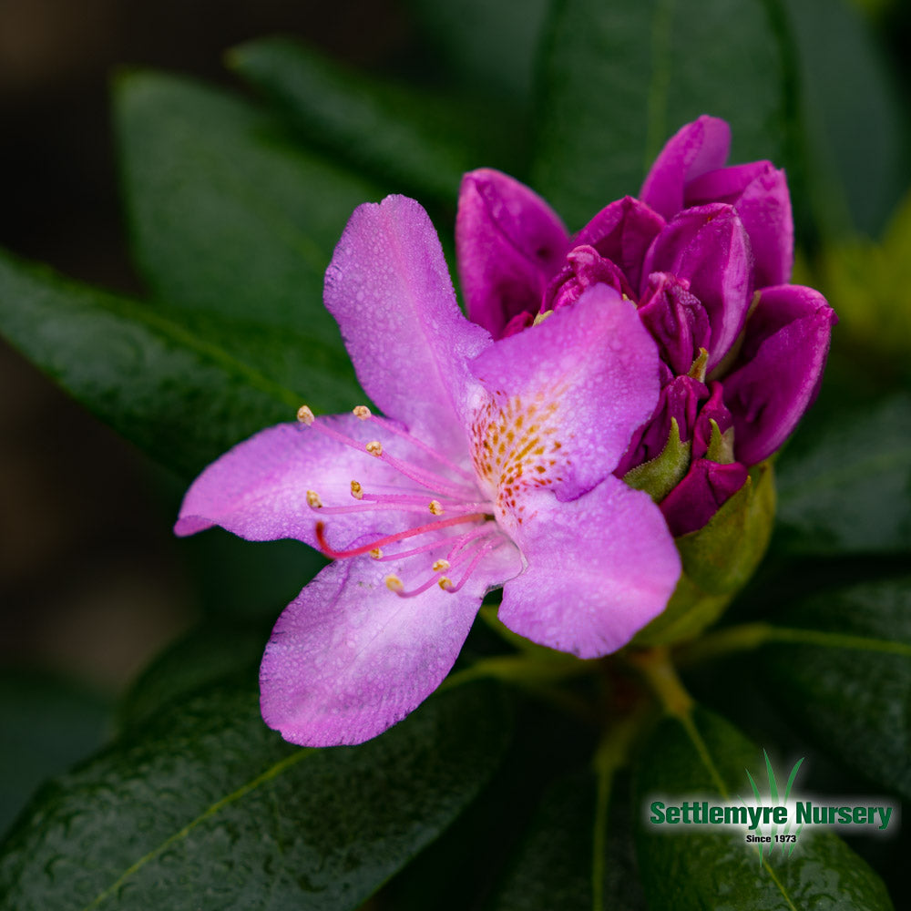 Pink-purple bloom opening on the English Roseum Rhododendron at Settlemyre Nursery