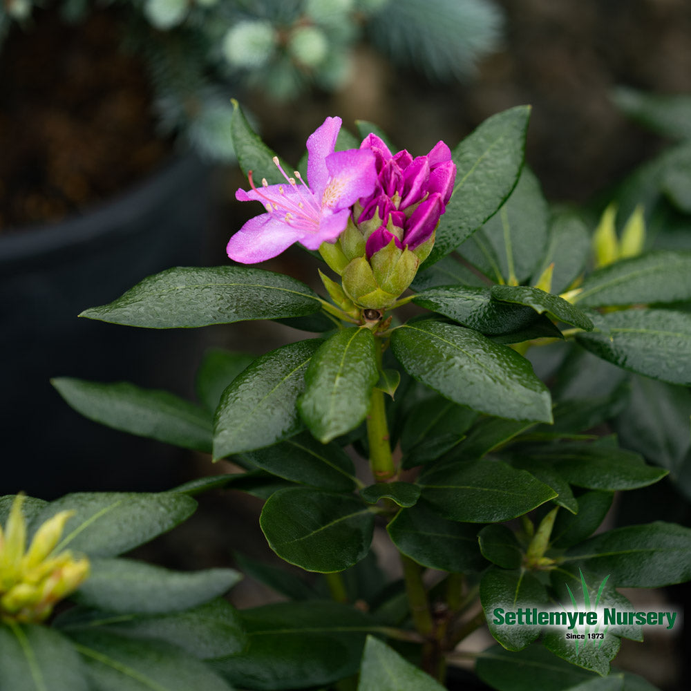 A bloom ready to open at Settlemyre Nursery