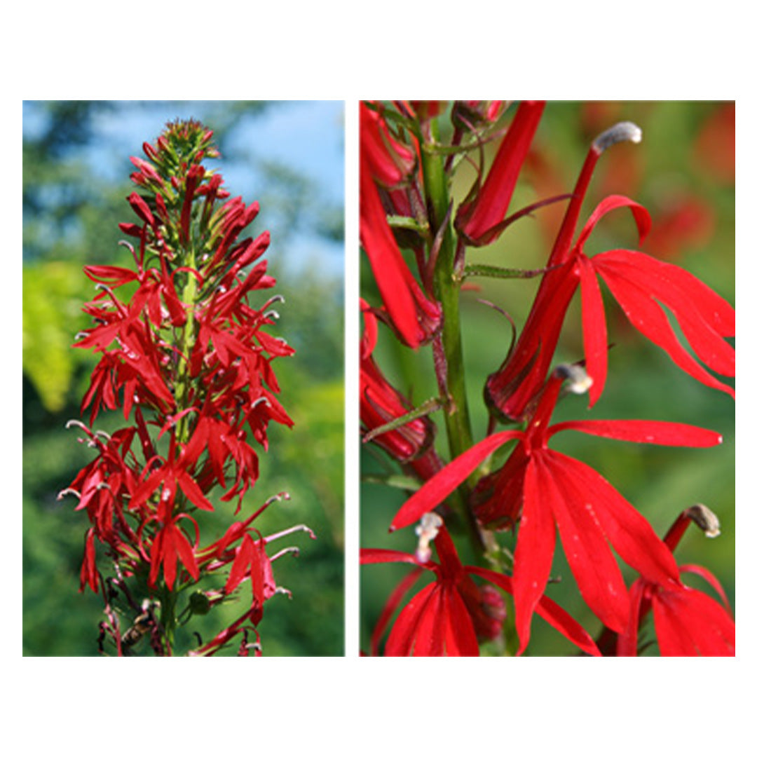 Perennial Cardinal Flower #1
