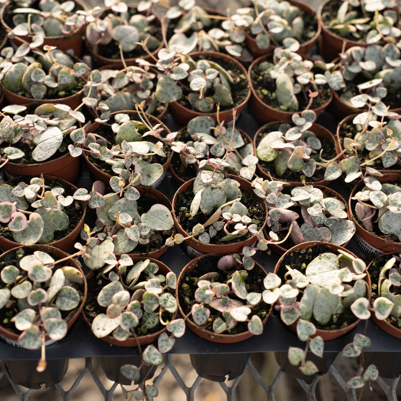 Succulent String of Hearts