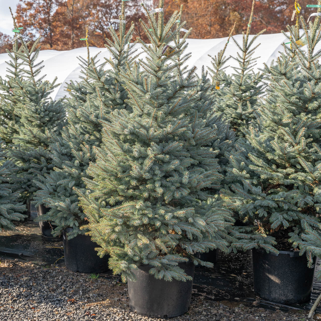 Fat Albert Blue Spruce