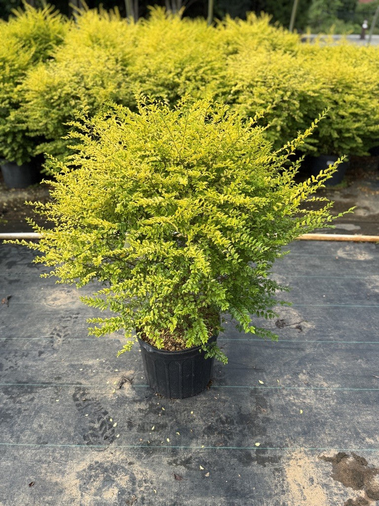 Sunshine Ligustrum in landscape