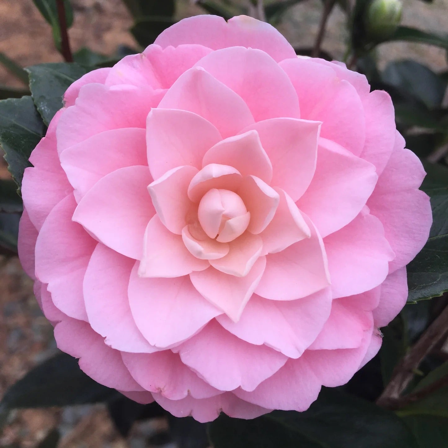 Camellia Pink Perfection 3 Gallon