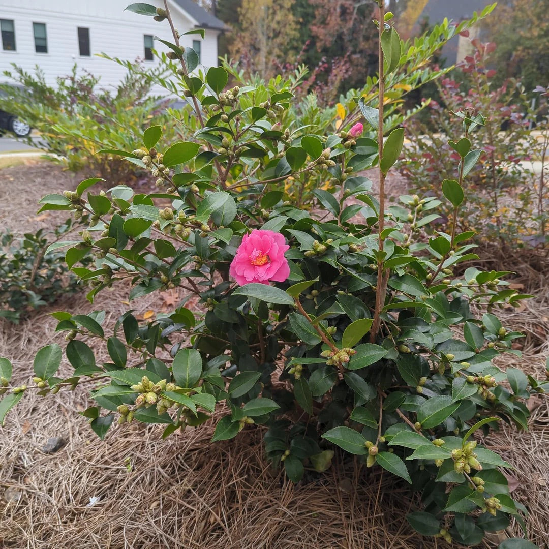 Camellia Winter's Joy Pink