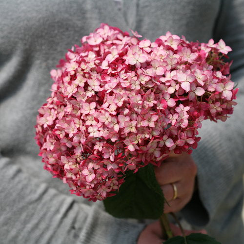 Invincibelle Ruby Hydrangea