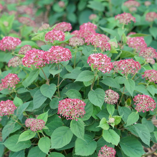 Invincibelle Ruby Hydrangea