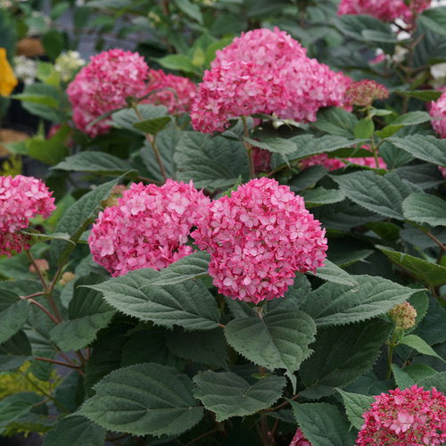 Invincibelle Ruby Hydrangea