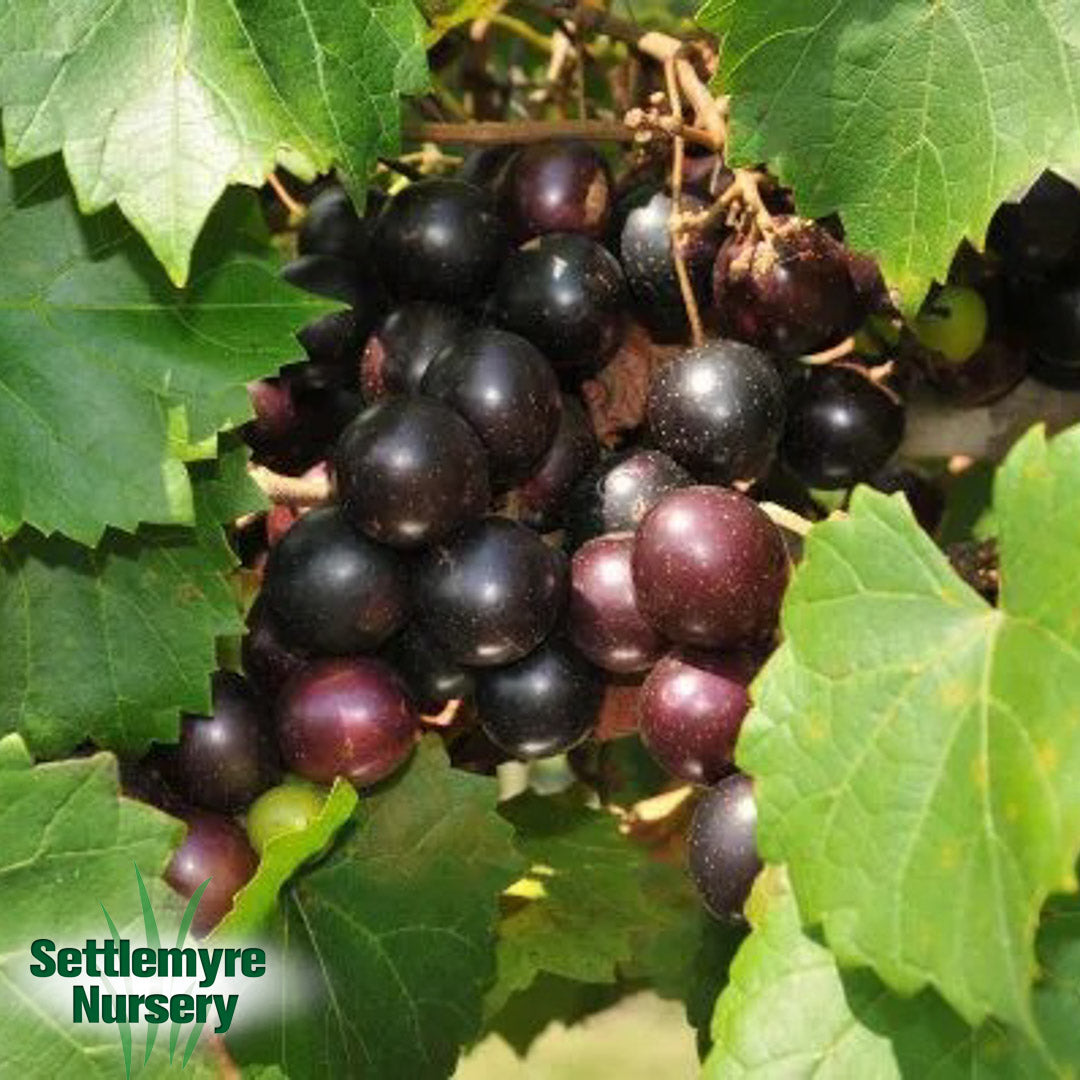 Muscadine Paulk Black 1 Gallon