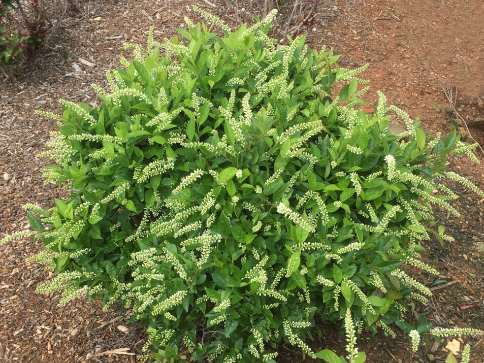 Itea Love Child 3 Gallon First Editions