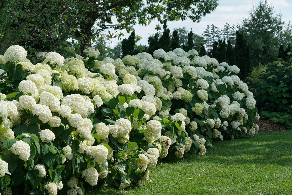Incrediball White Hydrangea
