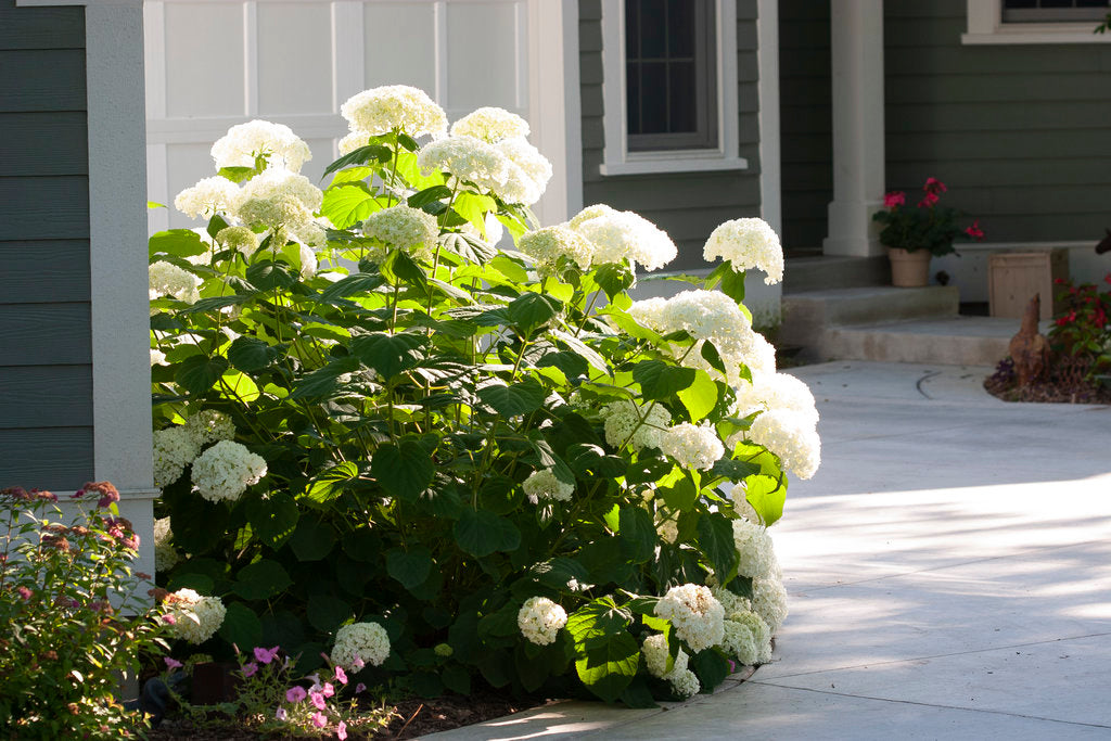 Incrediball White Hydrangea