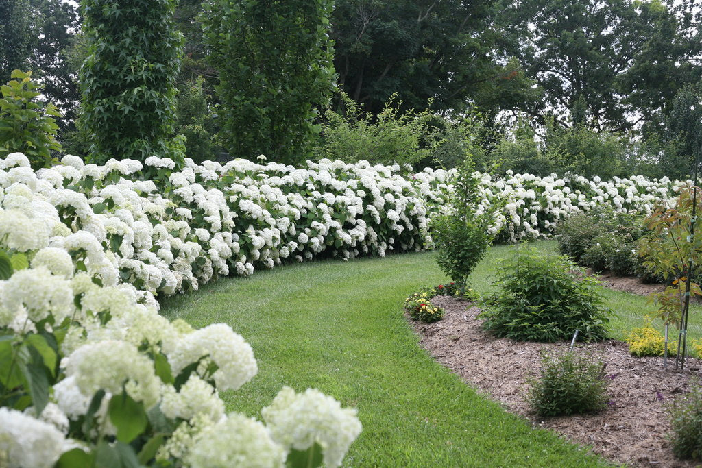 Incrediball White Hydrangea