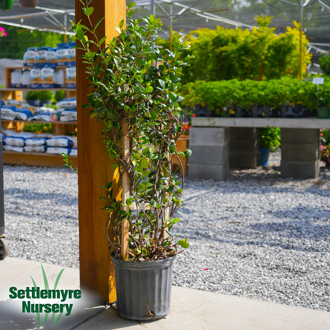 Jasmine Asiatic Trellis 3G