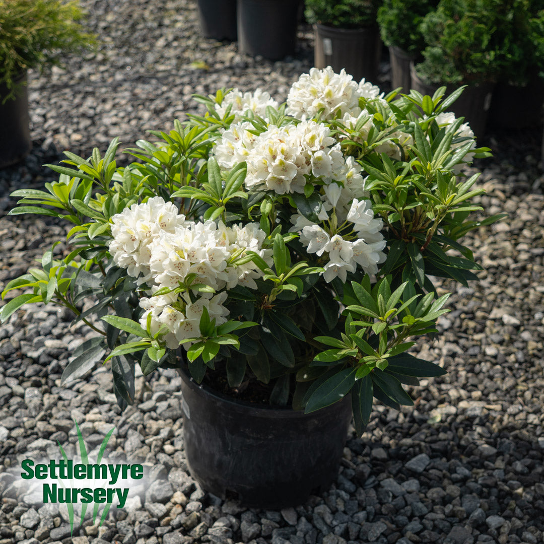 Rhododendron Chionoides White 6G