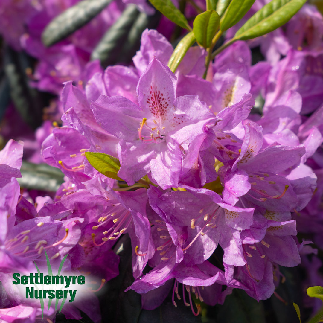 Rhododendron Lees Dark Purple 10G